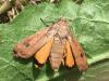 Noctua pronuba